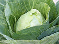 Cabbage Early Jersey Wakefield Great Heirloom Vegetable by Seed Kingdom Bulk 16,000 Seeds