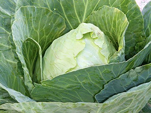 Cabbage Early Jersey Wakefield Great Heirloom Vegetable by Seed Kingdom 800 Seeds