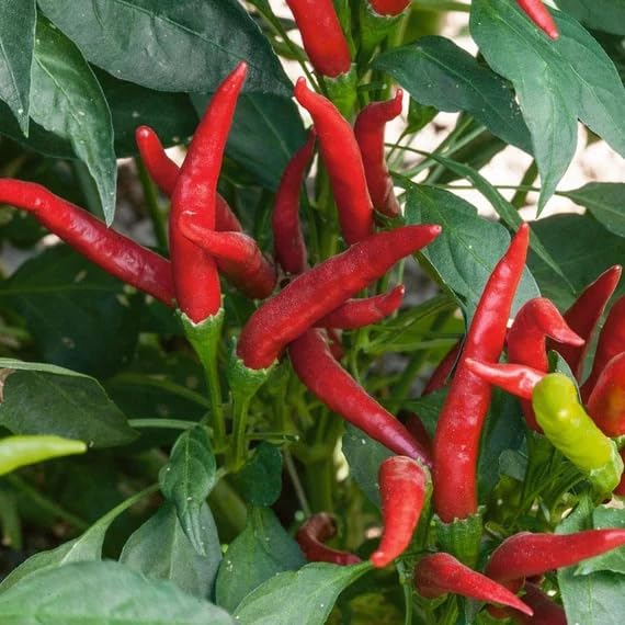 600 Anaheim Chili Pepper (New Mexico Chili Pepper) Capsicum Annuum Vegetable Seeds