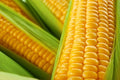 Food Plot Seeds for Planting - Grow Food for Deer, Turkey, Elk, Phesants, Quail and Other Wild Game (Sweet Corn - 100 Seeds)