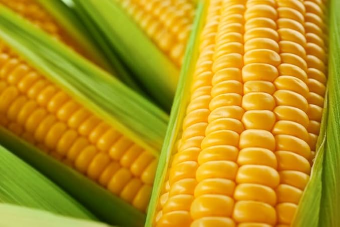 Food Plot Seeds for Planting - Grow Food for Deer, Turkey, Elk, Phesants, Quail and Other Wild Game (Sweet Corn - 100 Seeds)