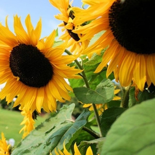 Sunflower, Black Oil, 100 Seeds per Pack, Newly Harvested, 5-6 Foot Tall, Giant Blooms with Black Centers, A Classic Golden Sunflowwer