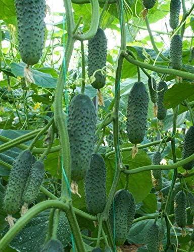 CEMEHA SEEDS Cucumber Titus F1 Vine Open-pollinated Non-GMO Vegetable Heirloom for Planting