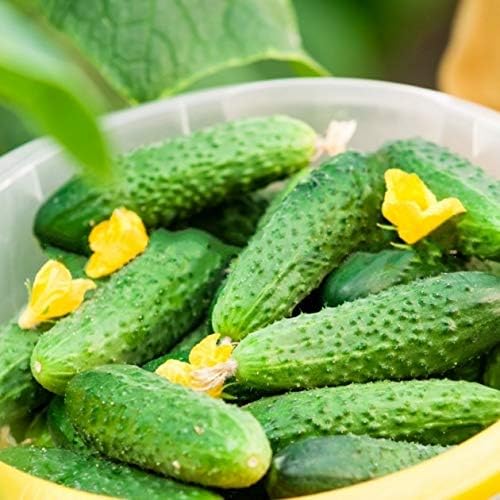 CEMEHA SEEDS - Seeds Cucumber Parisian Gherkin Open-Pollinated Pickling Non GMO Vegetable for Planting