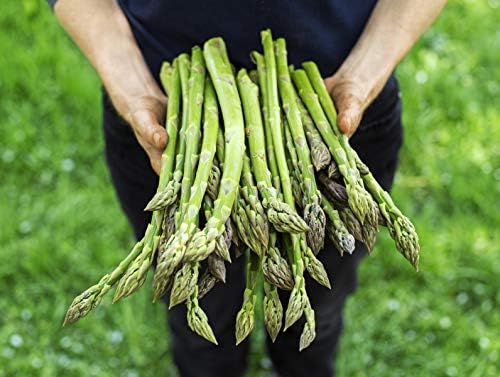 50+ Seeds Mary Washington Asparagus (Sparrow Grass) - Vegetable Green