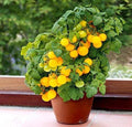 NIKA SEEDS - Seeds Vegetable Indoor Tomato Yellow Dwarf - 25 Seeds