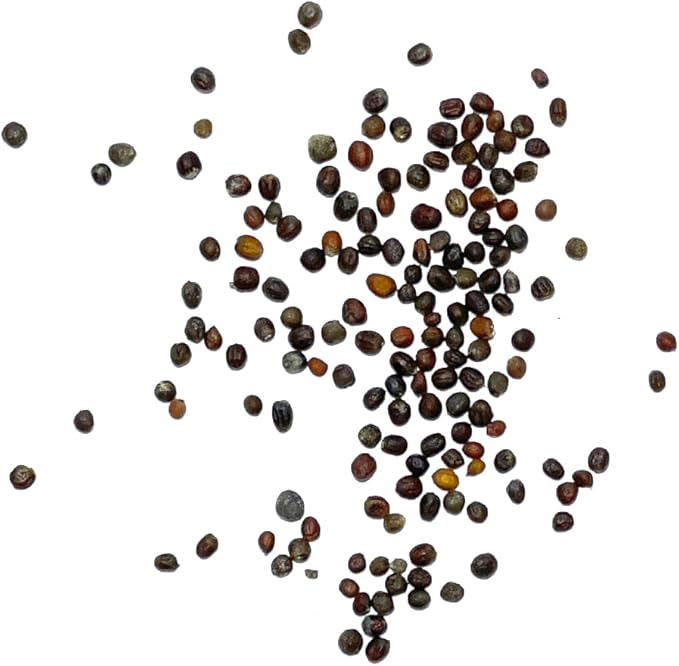 Seed Needs, Purple Sicily Cauliflower Seeds - 100 Heirloom Seeds for Planting Brassica oleracea botrytis - Non-GMO & Untreated for an Outdoor Garden (5 Packs)