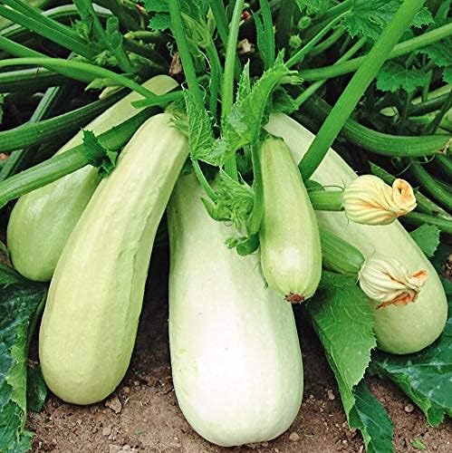 Seeds4planting - Seeds Zucchini Mush Bush White Giant Heirloom Non GMO