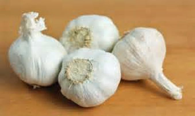 GARLIC BULB (20 Pack), FRESH CALIFORNIA SOFTNECK GARLIC BULB FOR PLANTING AND GROWING YOUR OWN GARLIC