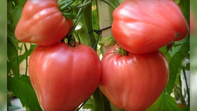 Seeds Vegetable Pink Bulls Heart Tomato - 30 Seeds