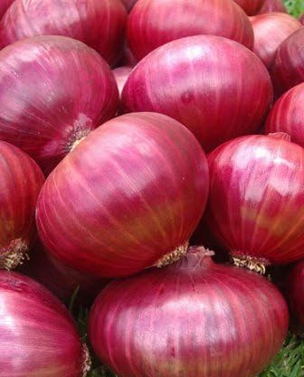 Onion RED Creole Great Heirloom Vegetable Seeds by Seed Kingdom (1,200 Seeds)