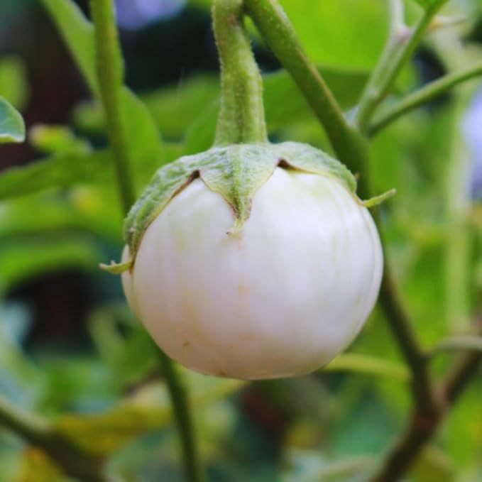 Eggplants Seeds, 100 White Eggplants Seeds for Planting Outdoor, Eggplants Vegetable Seeds