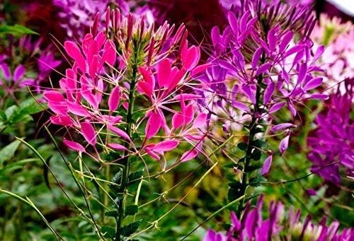 Seeds Spider Flower Cleome Mix Annual Beautiful Outdoor Garden Cut for Planting Non GMO