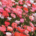 Park Seed Poppy Flower Plant Seeds, Easy to Grow, Perfect for Spring Garden, Falling in Love, Pack of 100