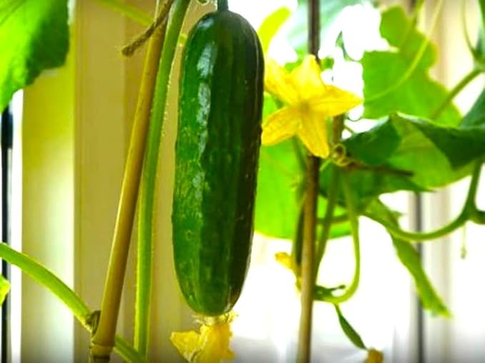 Seeds Indoor Cucumber F1 Seeds for Planting Indoors 10 Seeds Annual Plant