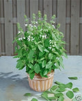 Basil Lemon Great Garden Herb by Seed Kingdom 1 OZ Seeds