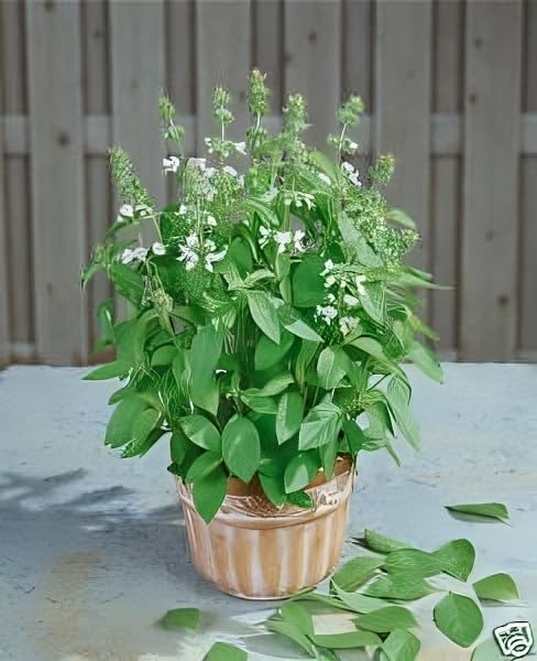 Basil Lemon Great Garden Herb by Seed Kingdom 1 OZ Seeds