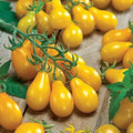 Park Seed Cherry Tomato Seeds, Planting Vegetables, Easy to Grow, Non-GMO, Variety of Colors and Sizes, Spring Garden, Yellow Pear Organic, Pack of 30