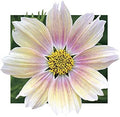 Park Seed Cosmo Flower Plant Seeds, Easy to Grow, Perfect for Spring Garden, Apricot Lemonade, Pack of 25