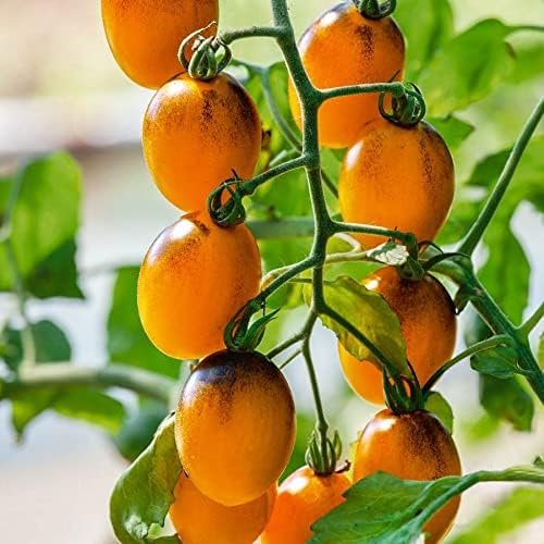 Park Seed Cherry Tomato Seeds, Planting Vegetables, Easy to Grow, Non-GMO, Variety of Colors and Sizes, Spring Garden, Gum Drop Yellow, Pack of 30