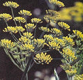 Herb Seeds - Fennel Florence Seeds