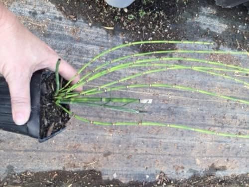 Horsetail Grass in a 4 inch containers (5)