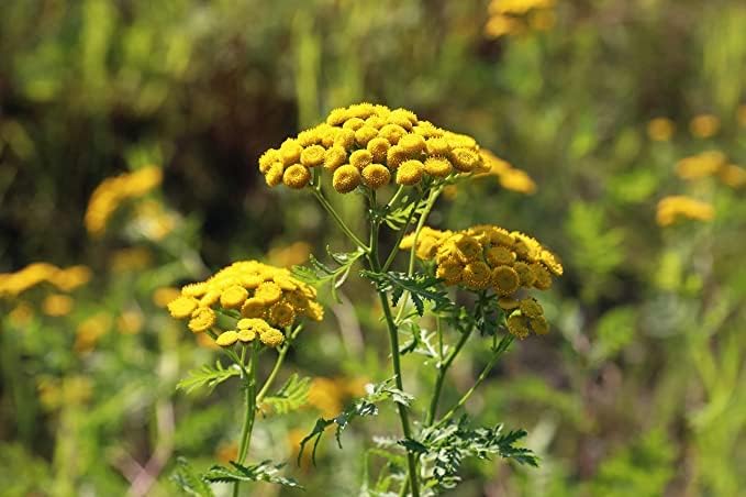 Organic Tansy Seeds (Tanacetum vulgare) 500 Seeds (0.1 Grams)