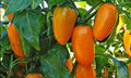 Pumpkin Spice Jalapeno Pepper Premium Seeds for Planting Packet Perfect for Poppers + More