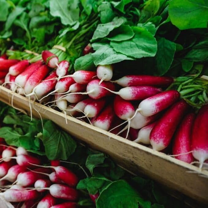 300+ Seeds Fire N Ice French Radish Yield Within 18 Days - Vegetable Red