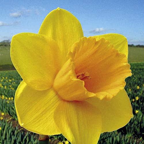 100 Daffodil Bulbs for Fall Planting, Daffodil Bulbs Bulk, Yellow Daffodil Bulbs for Planting, Narcissus Flower Bulbs
