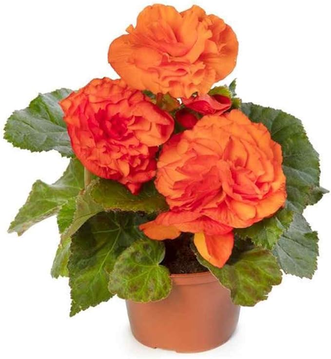 Outsidepride Orange Limitless Begonia Seeds for Planting - 50 Pcs Perennial Flower Seeds with Large Blooms, Arching & Pendulous Growth Habit, for Containers, Hanging Baskets, or Landscape Plantings