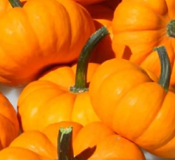 20 Jack Be Little Pumpkin Seeds for Planting Non GMO Heirloom Seeds Instant Latch Garden Seed