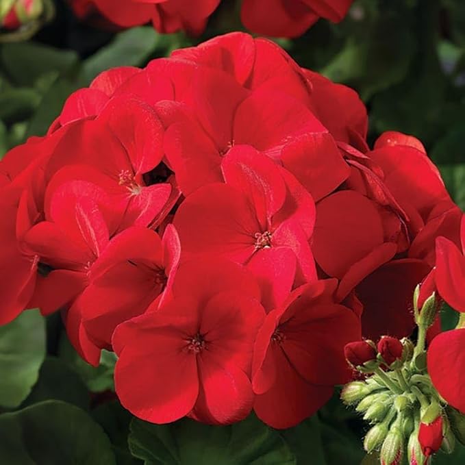 Park Seed Geranium Flowering Plant Seeds, Maverick Scarlet Variety with Large Red-Orange Blooms, Compact Annual Pelargonium for Summer Color, Pack of 100