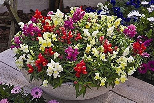 KIRA SEEDS - Seeds Dwarf Low Snapdragon Mix - Annual Flowers for Planting - GMO Free
