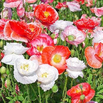Double Shirley Mix Poppy Seeds for Planting, 3000+ Flower Seeds Per Packet, (Isla's Garden Seeds), Non GMO & Heirloom Seeds, Botanical Name: Papaver rhoeas, Great Poppies for a Gift