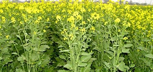 Seeds Vegetable Yellow Mustard 25 Days - 500 Seeds