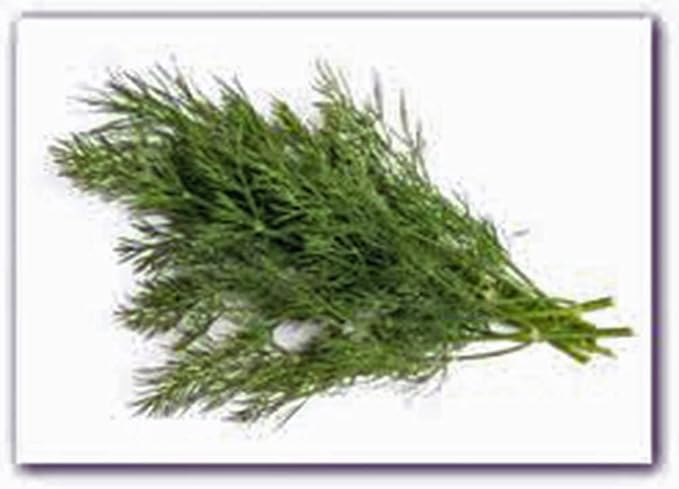 Dill Seed, Dill Bouquet Heirloom, Non GMO, 100+ Seeds, Herb Fresh or Dried