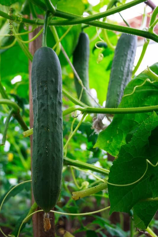 CEMEHA SEEDS - Seeds Indoor Cucumber Self-Pollinated Zozula F1 Pickling Non GMO Vegetable for Planting