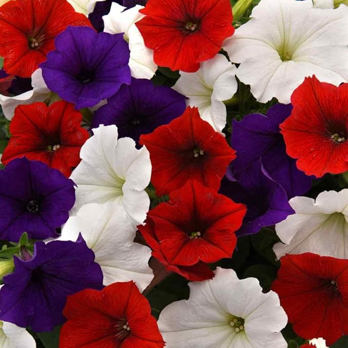 Outsidepride The Flag Mix Easy Wave Petunia Seeds - 15 Pcs. Annual, Compact & Spreading Flower Seeds for Planting Low Growing Vibrant Blooms, Ideal for Garden Beds, Baskets & Container Displays