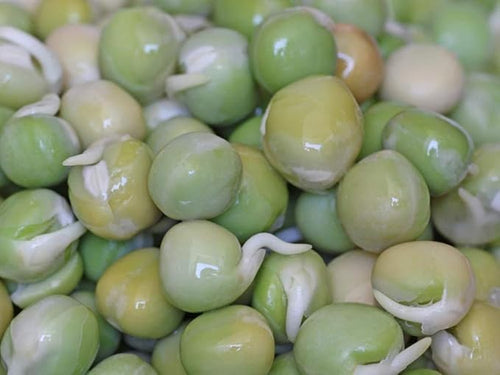 "COOL BEANS n SPROUTS" Brand, Green Pea Seeds for Sprouting Microgreens,1 Pound, A superfood Packed with antioxidants and Health-Promoting nutrients. A Small Town Family Run USA Business.Thank You !