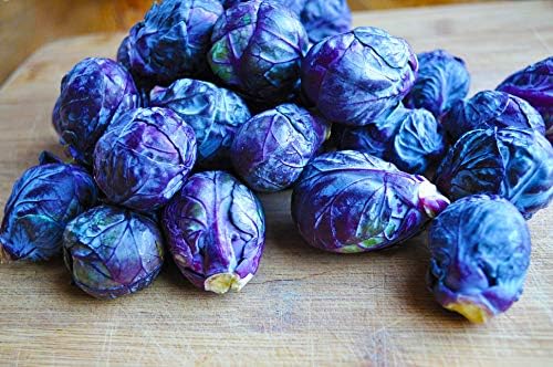 Seeds Brussels Sprouts Cabbage Purple Heirloom Vegetable Non GMO