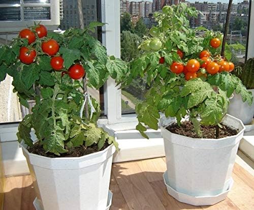 Seeds Indoor Tomato Dwarf in Pot Red Early Heirloom Vegetable for Planting Non GMO