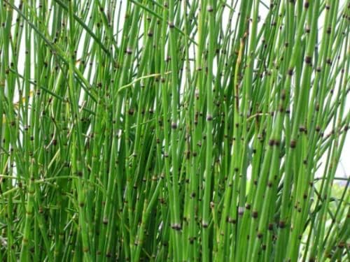 Horsetail Grass in a 4 inch containers (5)