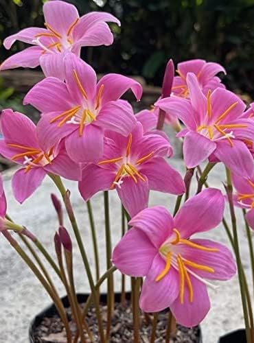 Votaniki Zephyranthes Grandiflora Pink Rain Lily Bulbs for Planting - Perennial Lily Flowering Bulbs | Bloom Multiple Times - Easy to Grow (5 Pack)