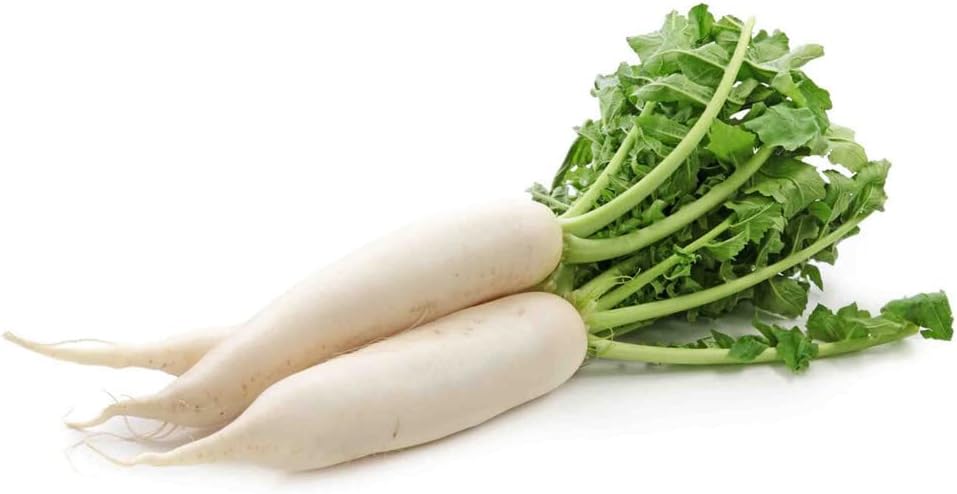 Todd's Seeds Japanese Minowase (Daikon) Radish Heirloom Seed - 10g Packet