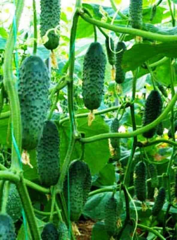 Seeds Cucumber Titus F1 Gherkin - Open-Pollinated - Heirloom Vegetable - GMO Free