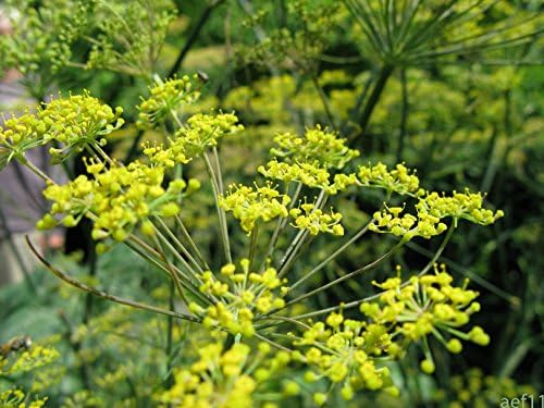 Fennel (Florence Fennel) Herb Seed 500 Seeds Heirloom Organic, Easy to Grow