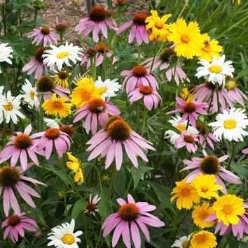 Dirt Goddess Super Seeds~ Partial Shade Wildflower Seed Mix (1/4 lb) 130,000 Seeds