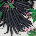 Bush Bean, Purple Queen Bean Seeds - 100 Count Seed Pack - Beautiful deep Purple pods with a Great Fresh Flavor - Country Creek LLC