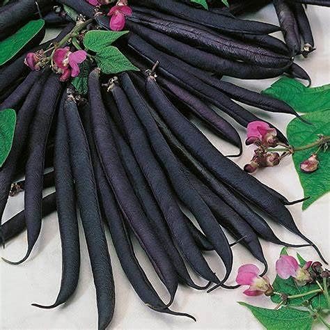 Bush Bean, Purple Queen Bean Seeds - 100 Count Seed Pack - Beautiful deep Purple pods with a Great Fresh Flavor - Country Creek LLC